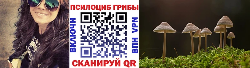 как найти   Пласт  Псилоцибиновые грибы Cubensis 